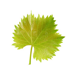 Green grape leaf isolated on white background. Clipping path.
