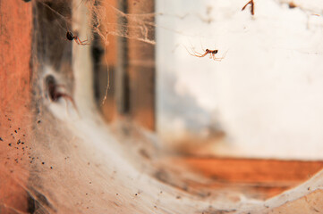 infestation of basement window with spiders as large house spider peers out of web - Powered by Adobe