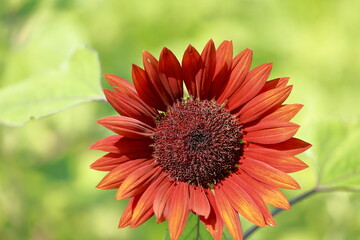 Sunflowers can be seen in the summer