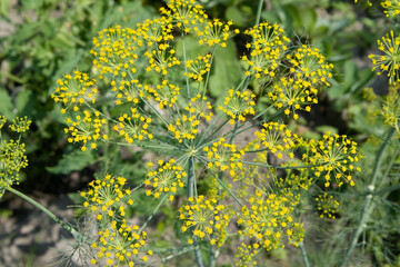 Flower of green dill fennel Bright blurred background artistic selected focus