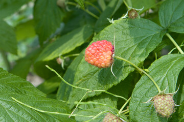 Close up photo of unripe green raspberry berries growing on the bush on blurred background