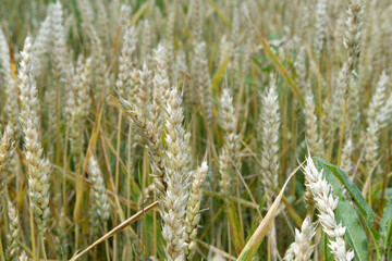 Fototapeta premium Ripe ears of wheat as natural soft yellow background. Close-up. Cereal crop is ready for picking.