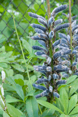 Close up of seed pods on stems of blossomed flowered lupin plants all in green pods ready to dry