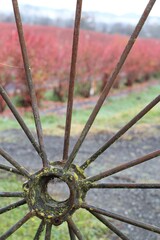 Close up of an old metal farming wheel with red blueberry bushes behind.  