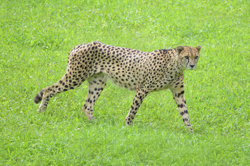 Cheetah walking and looking at the camera. 