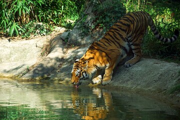 Siberian tiger drinking water from lake