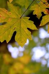 Green and yellow maple leaf in autumn on the west coast of British Columbia. 