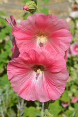 Hollyhock flowers