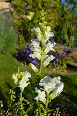 Antirrhinum. or Snapdargons