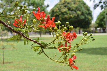 flamboyant - flores vermelhas