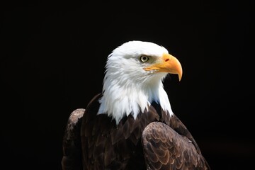 american bald eagle with background