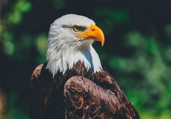 portrait of a eagle