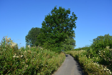 Fototapeta na wymiar road in the countryside, Somerset, England