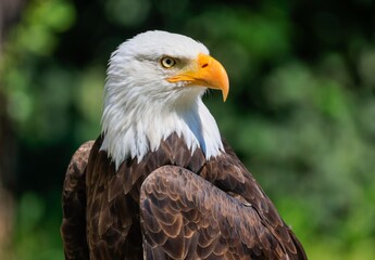 american bald eagle