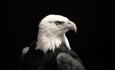 american bald eagle