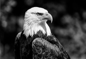 american bald eagle