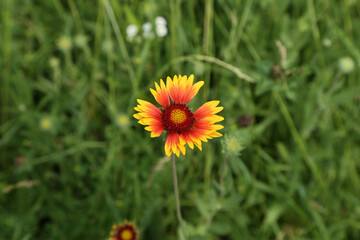 red and yellow flower in the field