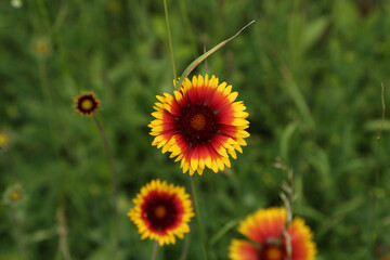 red and yellow flower in the field