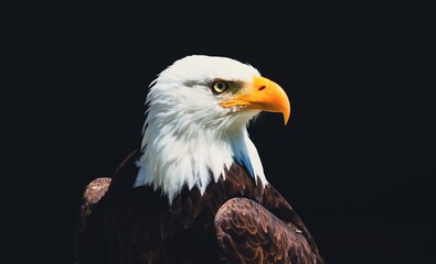 american bald eagle with background