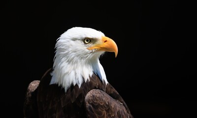 american bald eagle on black background