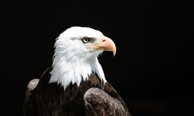Portrait of a bald eagle