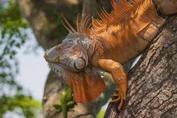 Primer plano de una iguana en un árbol en un jardín bajo la luz del sol