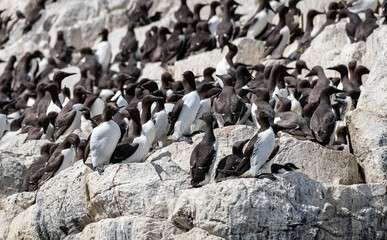 Fototapeta premium Guillemots and Razorbills nesting on the rocks on The Farne Islands, Northumberland, England
