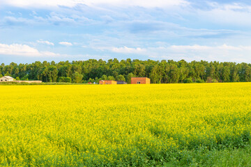 Yellow field of blooming rapeseed and blue sky with clouds in Khakassia, Russia. Summer landscape.