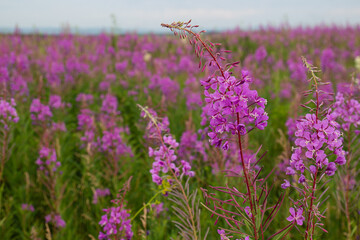 Obraz premium Pink blooming meadow with rosebay willowherb or fireweed. Summer background with purple blossom flowers of Chamaenerion angustifolium