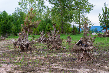 Young spruce trees in the city park covered with slime and mud after the flood in Krasnoyarsk, Russia