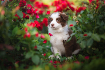 Fototapeta na wymiar Cute border collie puppy in roses photo