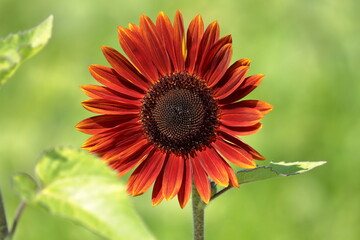 Sunflowers can be seen in the summer