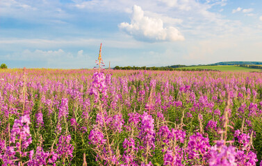 Summer background with rosebay willowherb under blue sky with cumulus clouds. Pink blooming field...