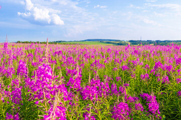 Fototapeta premium Summer background with pink fireweed or Blooming Sally under cumulus cloudy sky. Purple blossom field of Chamaenerion angustifolium or rosebay willowherb. Blurred foreground