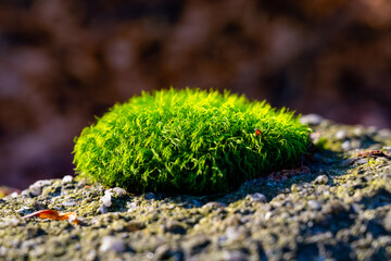Small tuft of moss on granite rock.