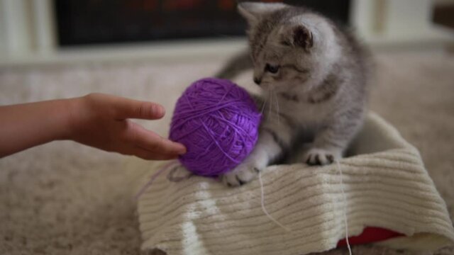 baby playing with cat. tomcat on carpet near burning fireplace at home comfort. striped kitten play with ball of thread. kitty run looking at camera. happy adorable pet, childhood, wild nature concept