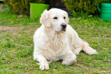 labrodor, retriever white dog lying down in the grass and looking forward