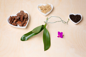 Transplant orchids at home. Planting tools with bark soil, pot and moss. Orchid transplant process. Small young phalaenopsis orchid sprout.