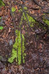 Nature on the Big Creek Trail