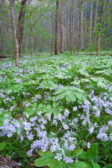 Wildflowers in Whiteoak Sink, Great Smoky Mountains National Park © Jerry