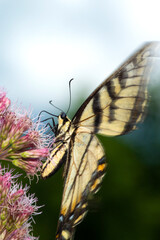 Tiger swallowtail butterfly on Joe Pye Weed in New Hampshire.