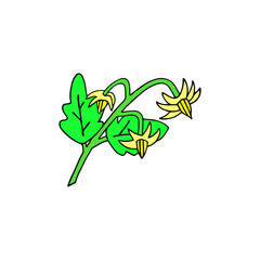 Vector illustration with tomato inflorescence on a white background.