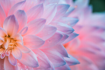 Dahlia flower. Pink petals close up. Macro flower with droplets. Greeting card, poster. Bright floral photography for design