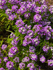 Fototapeta premium Tiny purple flowers in a meadow