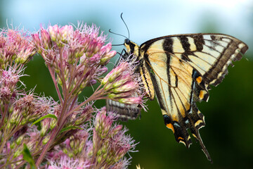 Tiger swallowtail butterfly on Joe Pye Weed in New Hampshire.