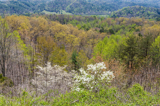 Spring, Foothills Parkway in East Tennessee