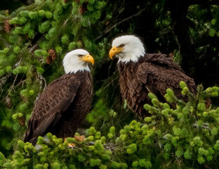 Bald Eagle Friends