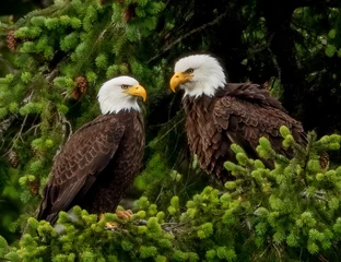 Foto op Plexiglas Bald Eagle Friends © Joseph