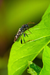 Wasp beetle on green leaf in Newbury, New Hampshire.
