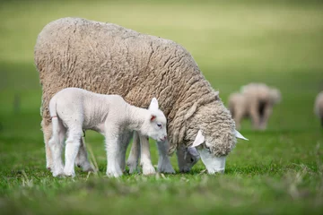 Deurstickers sheep and lamb © muro